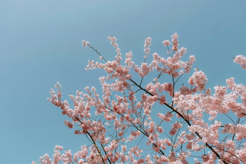 a pink blooming tree with blue sky in background