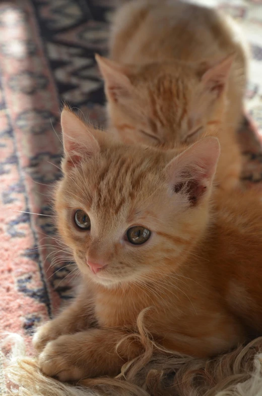 a couple of cats laying on top of a rug, red puppils, up close, adoptables, australian