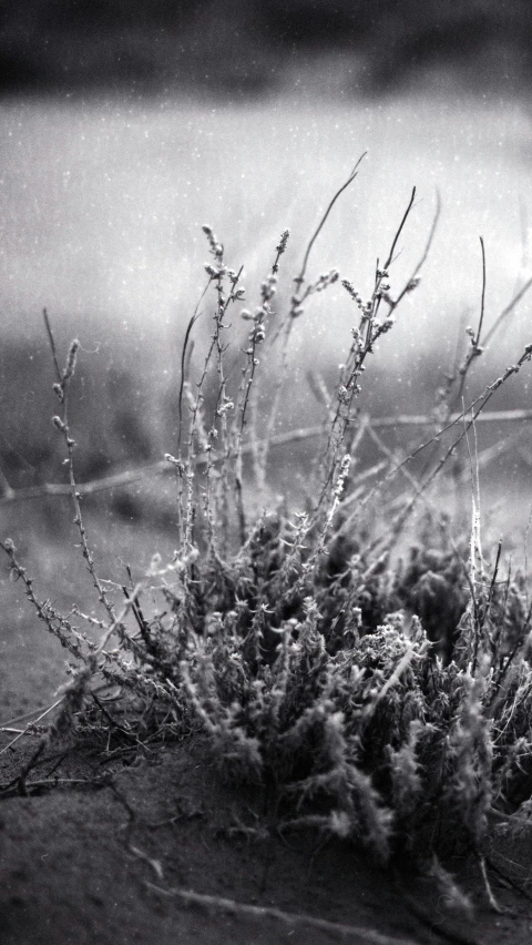 a black and white photo of a plant in the sand, inspired by Arthur Burdett Frost, heavy rain and mist, with soft bushes, sleet, moorland