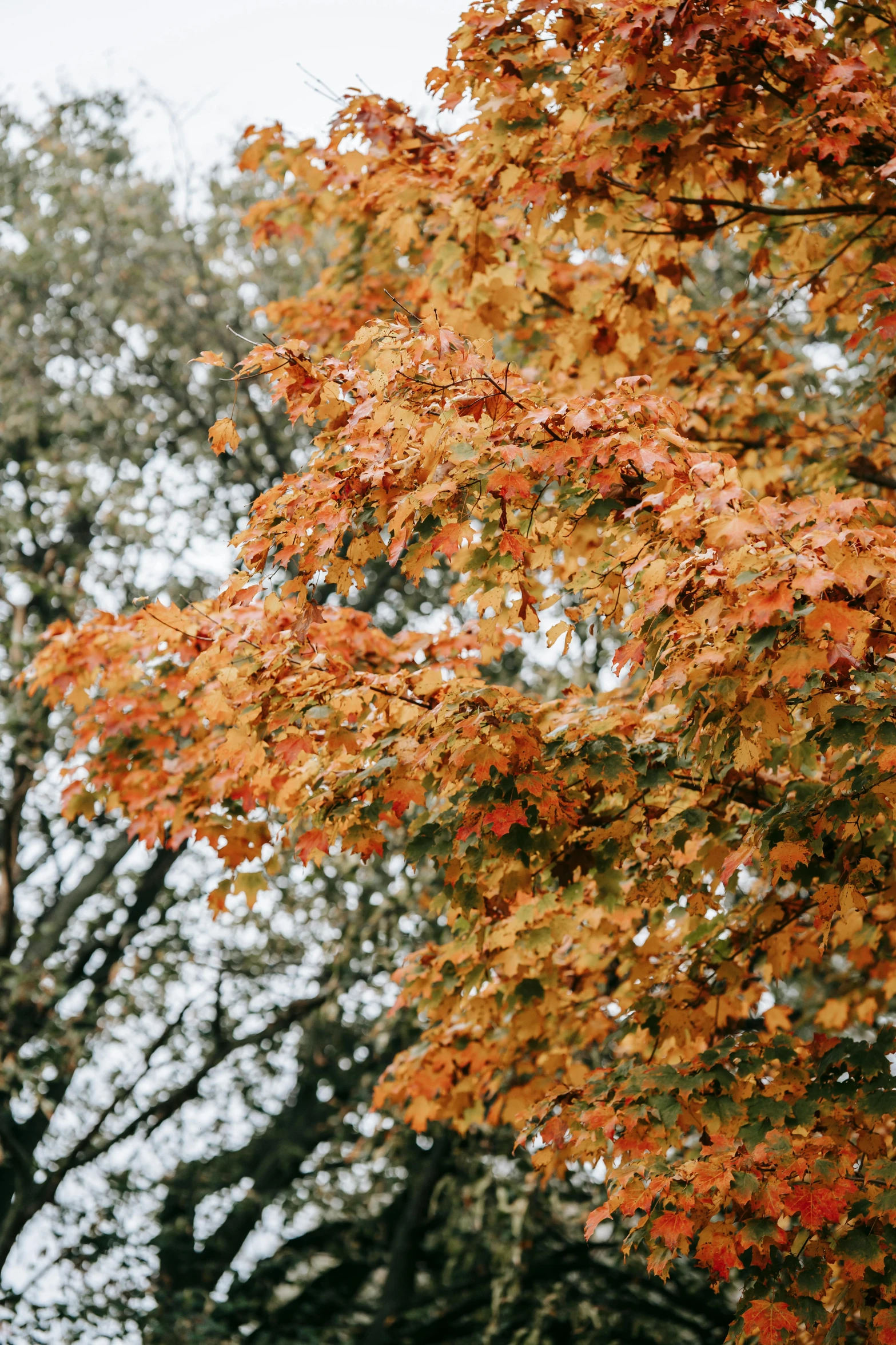 a red stop sign sitting on the side of a road, by David Simpson, unsplash, autumn colour oak trees, zoomed in shots, overcast, gold flaked flowers