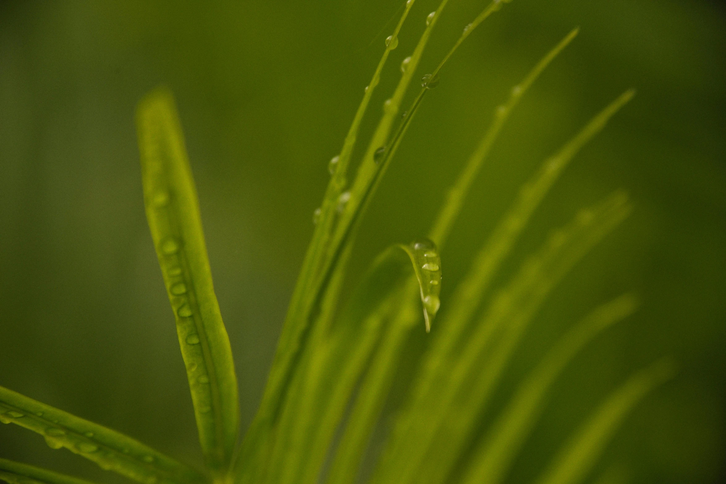 a close up of a plant with water droplets on it, by Andrew Domachowski, hurufiyya, fern, bamboo, simplistic, green: 0.5