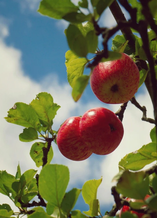 two red apples hanging from the branches of a tree, inspired by Jane Nasmyth, unsplash, renaissance, 2 5 6 x 2 5 6 pixels, blue sky, promo image