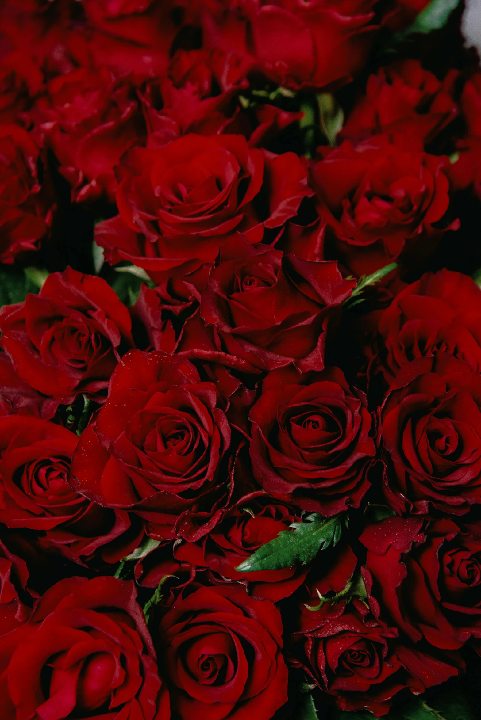 red roses are on display with green stems