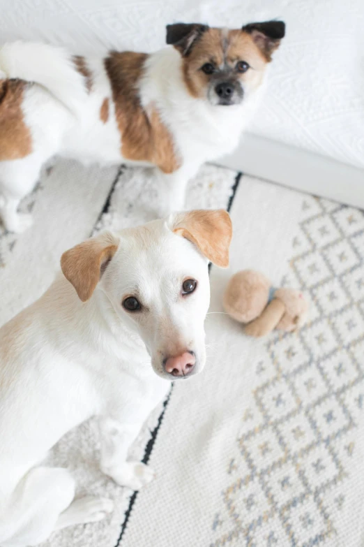 two dogs sitting next to each other on a rug, by Robbie Trevino, jack russel terrier surprised, unsplash photo contest winner, toys, white bed