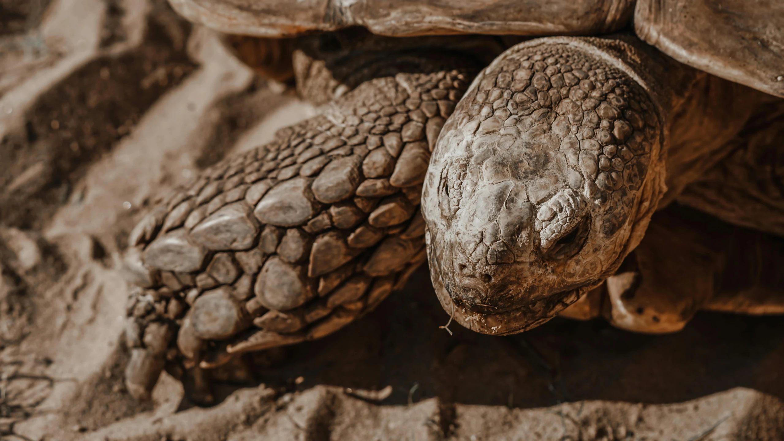 a close up of a turtle on a sandy surface, a portrait, by Adam Marczyński, pexels contest winner, grey snake scale skin, sepia toned, realistic »