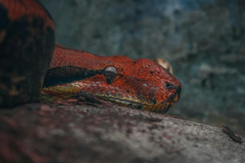 a red snake sitting on top of a rock, pexels contest winner, reptile face, 🦩🪐🐞👩🏻🦳, avatar image, snake oil skin