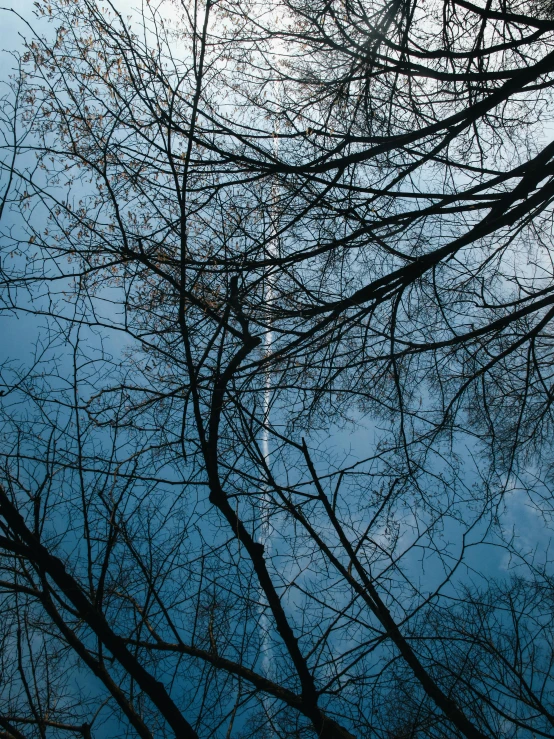 a group of trees that are next to each other, inspired by Elsa Bleda, unsplash contest winner, aestheticism, worm\'s eye view, dark winter evening, today\'s featured photograph 4k, ((trees))