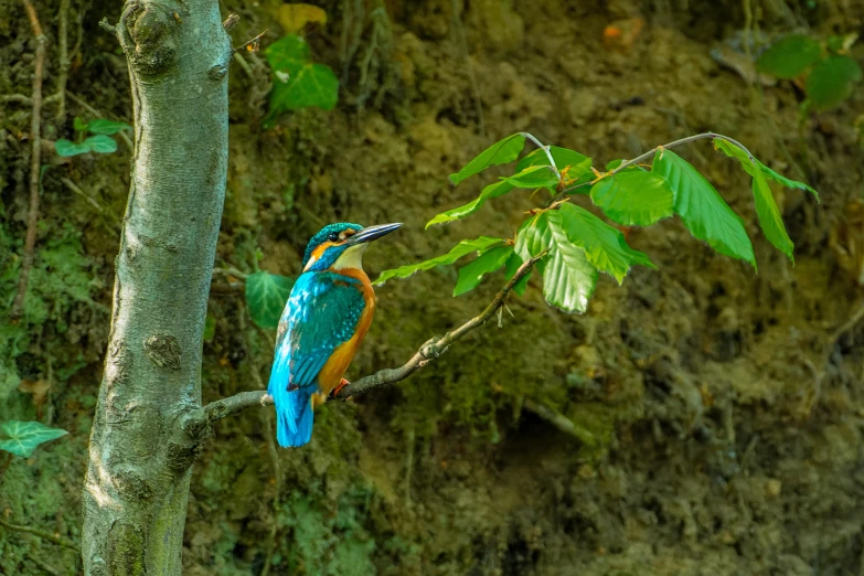 a blue and orange bird perched on a tree branch, pexels contest winner, renaissance, on a riverbank, green head, 🦩🪐🐞👩🏻🦳, high resolution photo