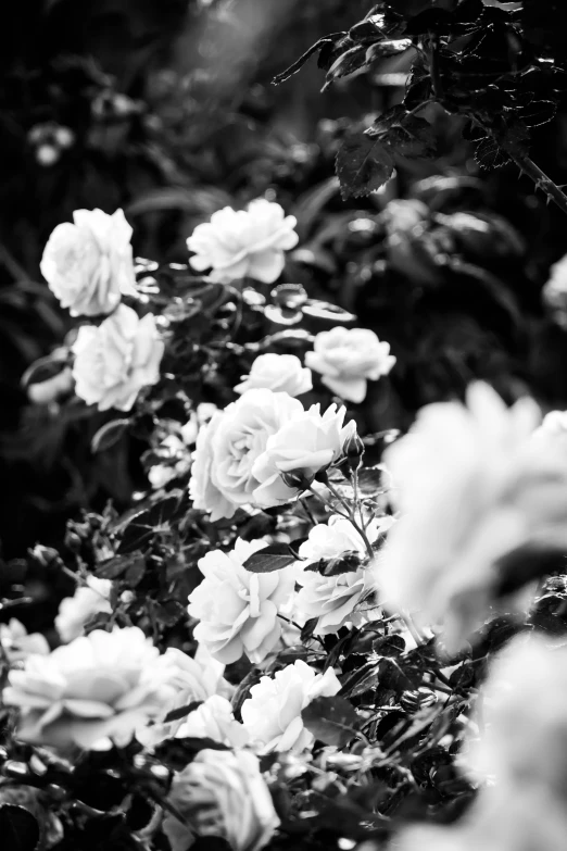 the blooming bush is covered in many different kinds of flowers