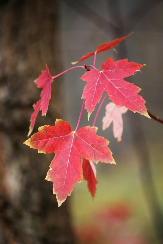 a close up of a leaf on a tree, a photo, trending on pexels, pale red, canadian maple leaves, vivid)