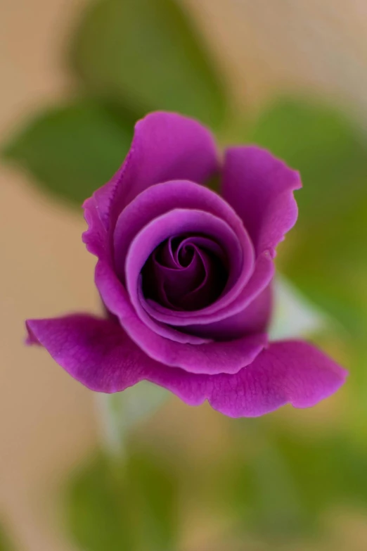 a close up of a purple rose with green leaves, paul barson, sharply shaped, smooth tiny details, enduring