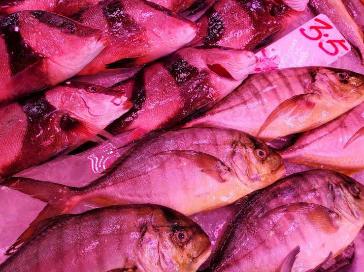 a bunch of fish sitting on top of a table, by Carey Morris, pexels, mingei, purple and scarlet colours, covered in pink flesh, thumbnail, underwater market