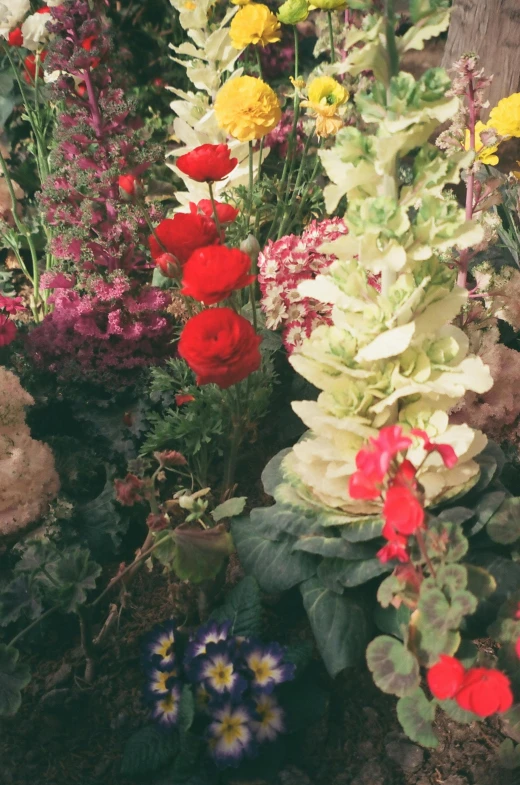 many colorful flowers growing in the garden