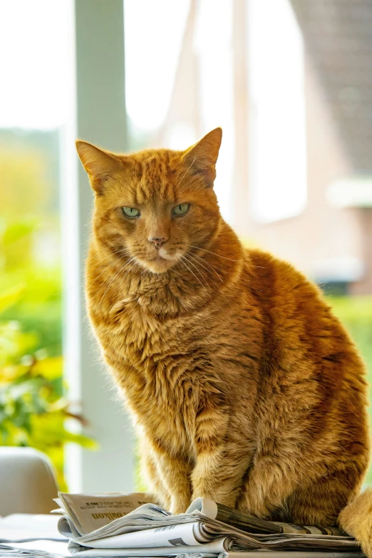 an orange cat sitting on top of a table, lovingly looking at camera, in the sun, striking colour, at home