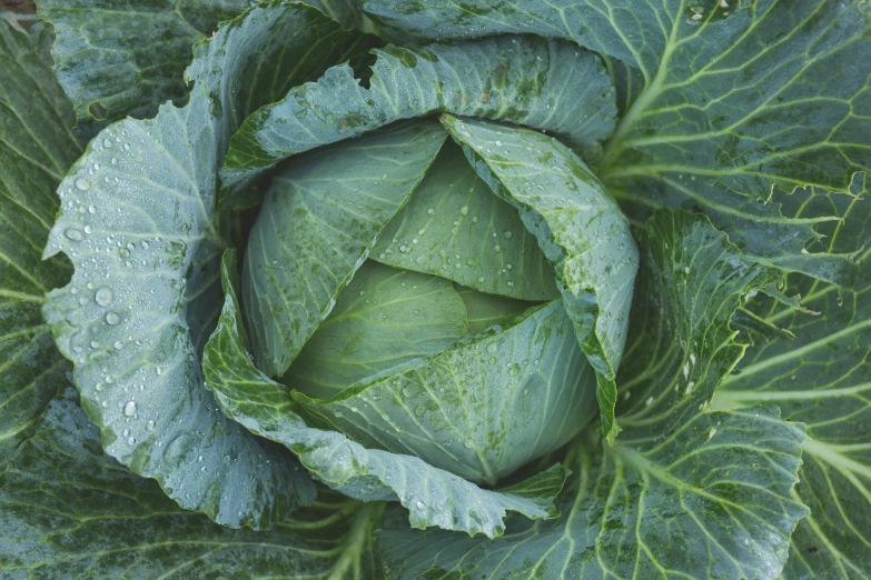 a head of cabbage with water droplets on it, by Jessie Algie, unsplash, vintage shading, birdseye view, green foliage, high quality product image”