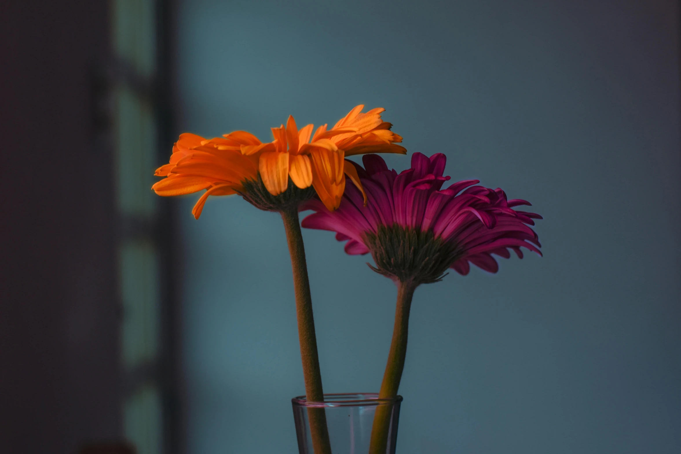 a close up of two flowers in a vase, a colorized photo, pexels contest winner, photorealism, orange and cyan lighting, tall thin, tall and thin, pink and orange