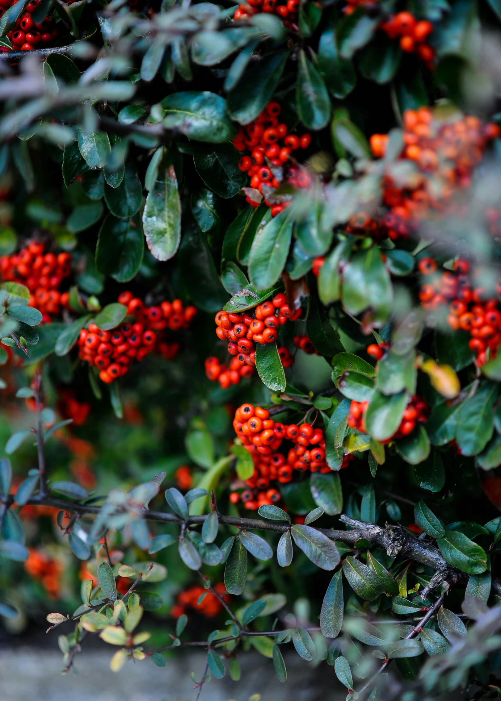 the berries are growing in the bush together