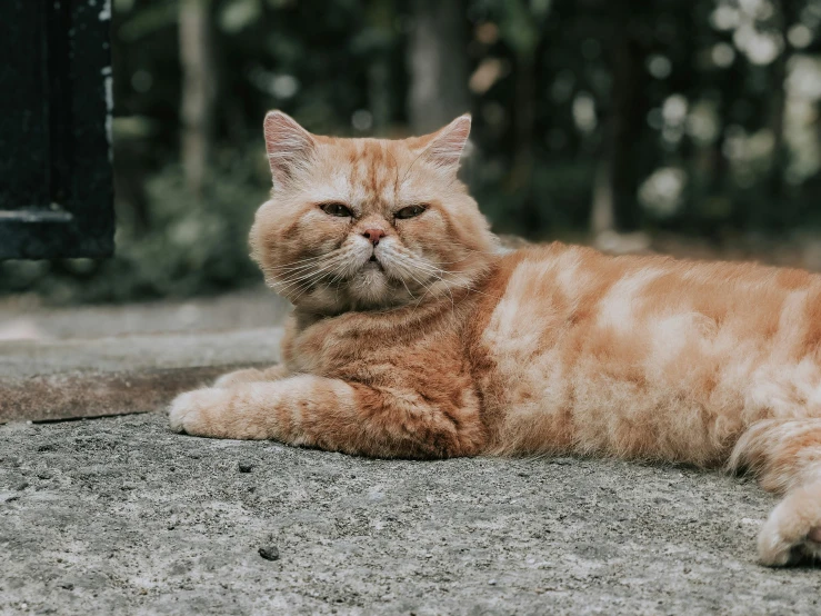 a cat that is laying down on the ground, pexels contest winner, portrait of garfield, slightly overweight, gif, realistic »