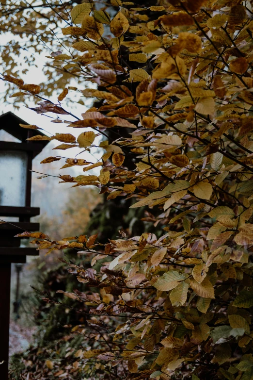 a lantern sitting on top of a tree filled forest