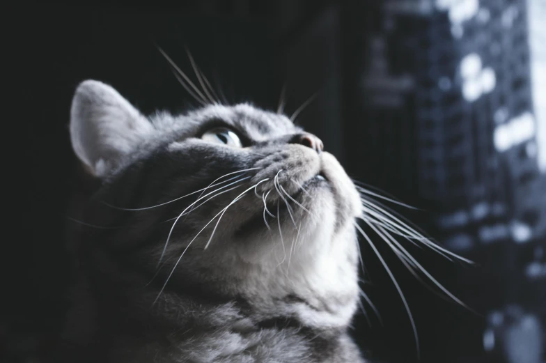 a black and white photo of a cat looking up, unsplash, blue, gleaming silver, side profile shot, instagram post