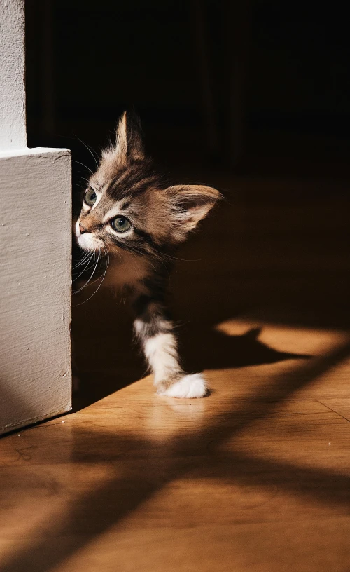 a small kitten standing on top of a wooden floor, by Jan Tengnagel, pexels contest winner, about to enter doorframe, play of light, dynamic closeup, two legs