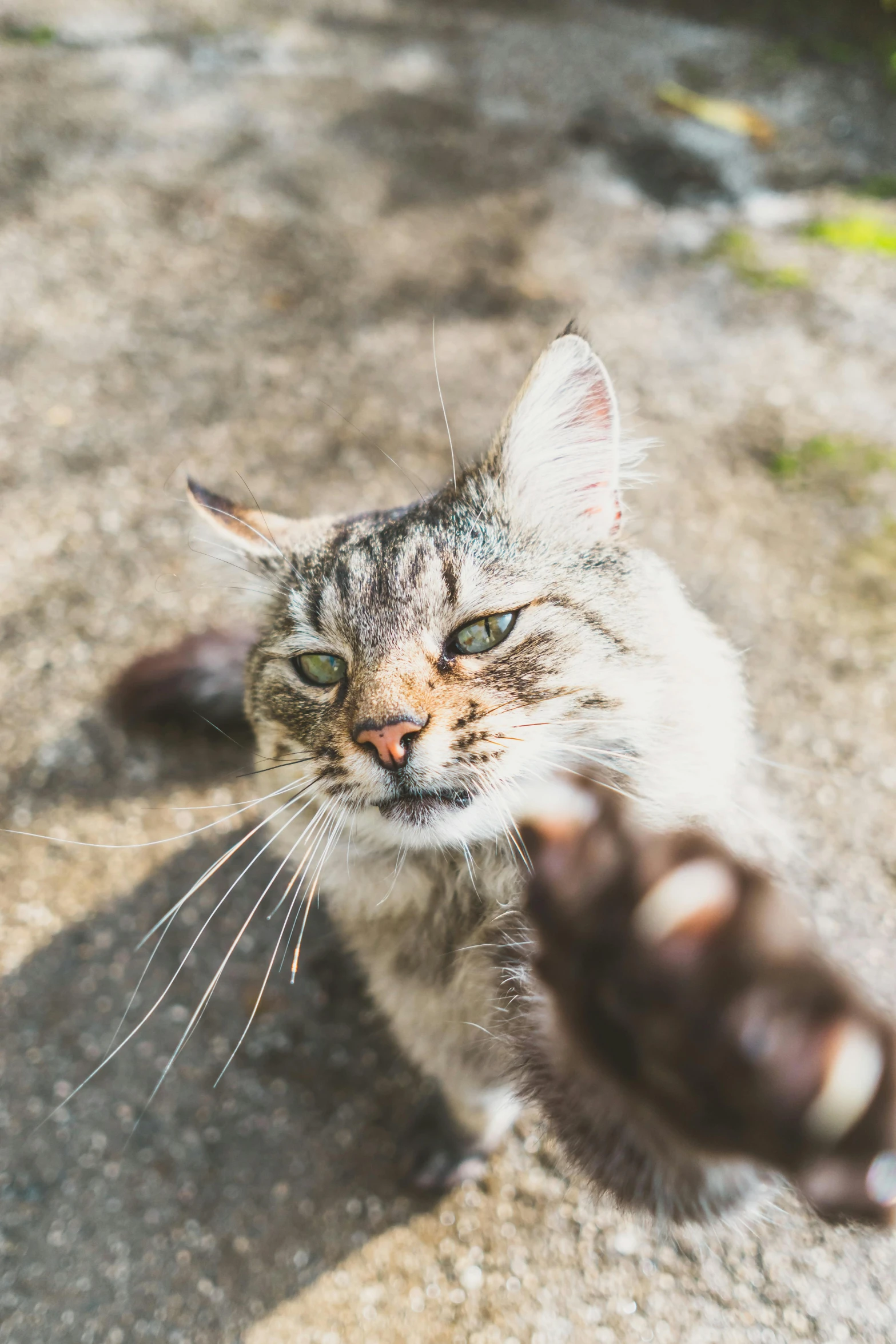 a cat reaching up to catch a frisbee, by Niko Henrichon, unsplash, accidentally taking a selfie, high angle closeup portrait, long claws, 4 k''