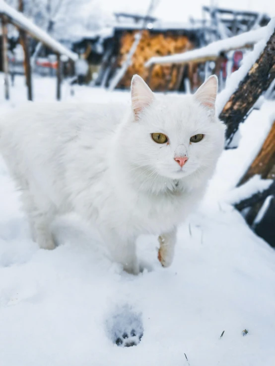 a white cat is standing in the snow, pexels contest winner, fan favorite, traditional russia, silver eyes full body, gif