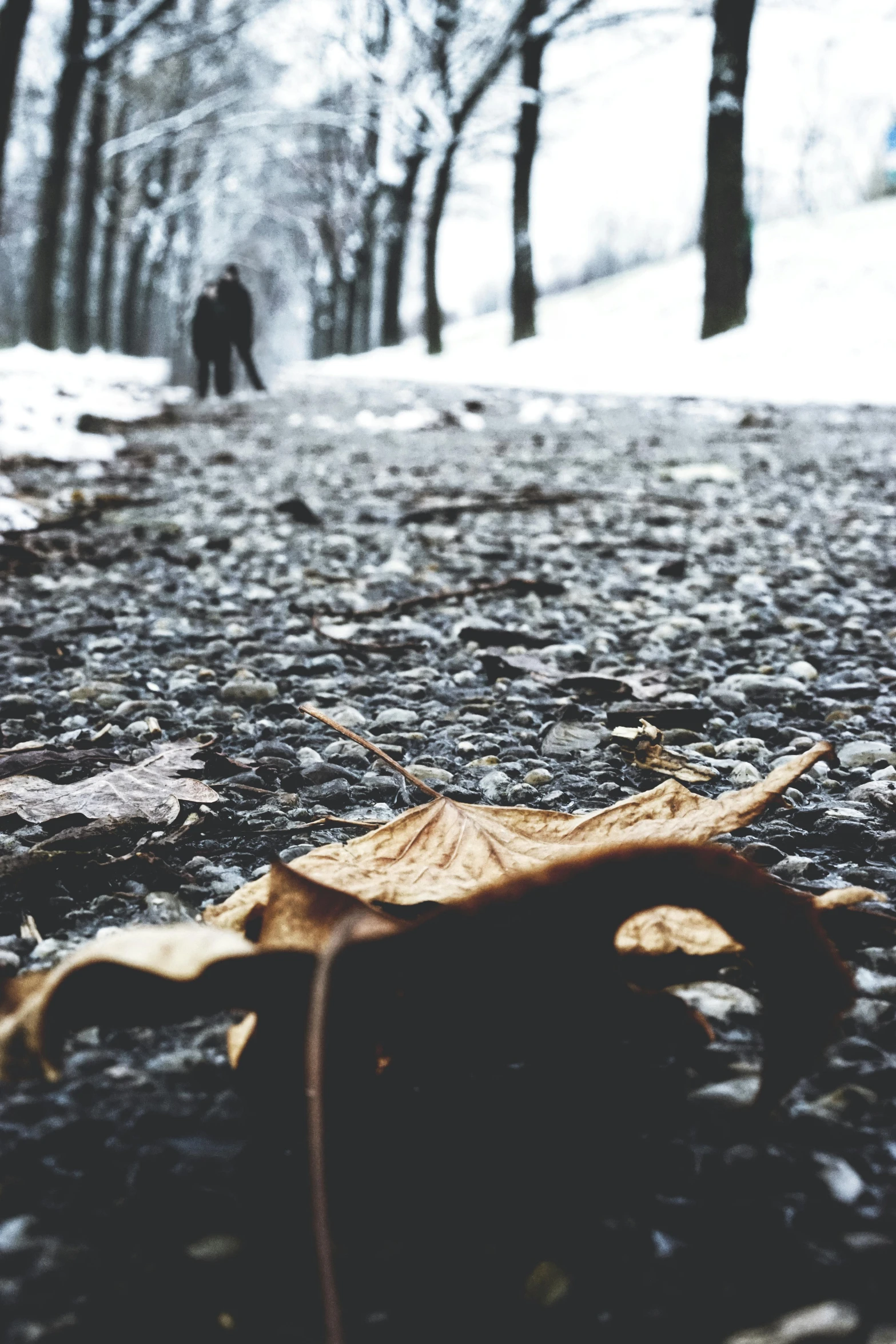 a leaf that is laying on the ground, an album cover, pexels contest winner, realism, winter scene, walking together, black, brown