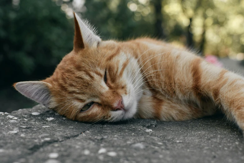 an orange and white cat laying on top of a rock, pexels contest winner, eyes closed, on the sidewalk, tired face, a photo of a man