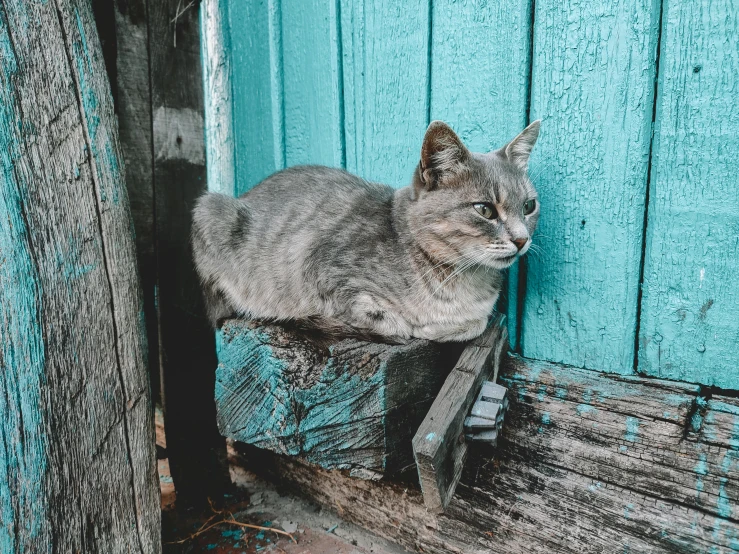 a cat sitting on top of a wooden bench, blue and grey, teal aesthetic, leaning on door, 2019 trending photo