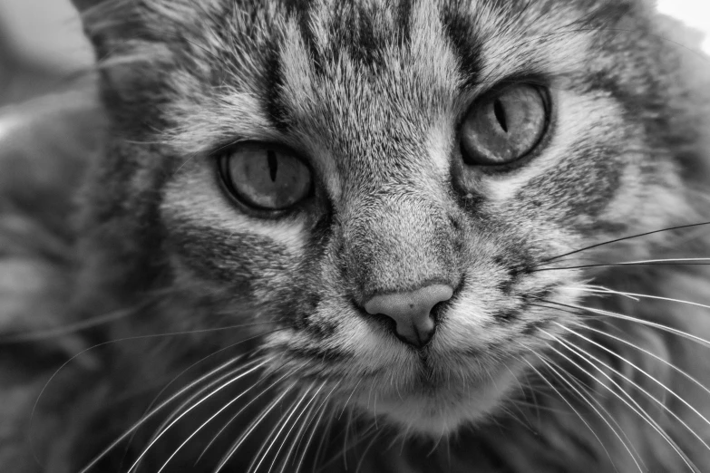 a black and white photo of a cat, by Emma Andijewska, pexels, finely detailed perfect face, closeup!!!!!!, professional closeup photo, short light grey whiskers