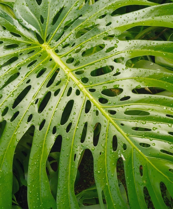 a close up of a leaf of a plant, monstera deliciosa, rain and thick strands of mucus, no cropping, filigree