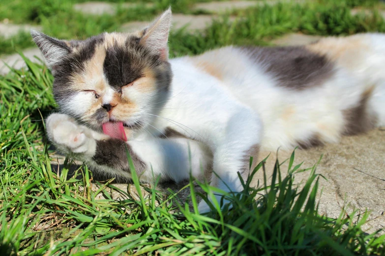 a cat that is laying down in the grass, licking tongue, sunburn, a plaster on her cheek, multicoloured