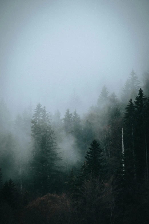 a forest covered in fog and haze under a cloudy sky