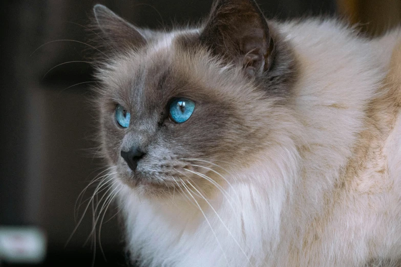 a close up of a cat with blue eyes, a pastel, pexels contest winner, renaissance, long hair blue centred, high quality photo, an intricate, smoky