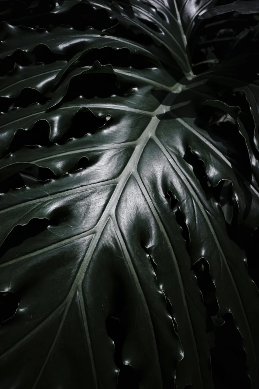 a close up of a large leaf of a plant, an album cover, by Louisa Puller, plasticien, black glossy xenomorph, leathery, photographed for reuters, made of smooth black goo