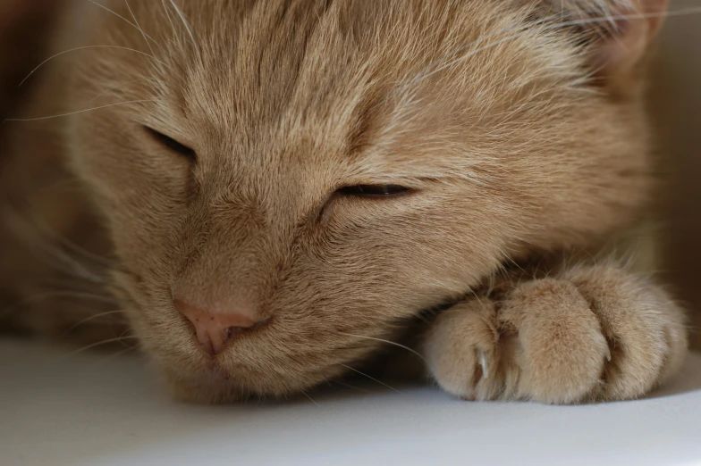 a close up of a cat sleeping on a table, trending on pexels, cinnamon skin color, on a gray background, smooth in 8k, a blond