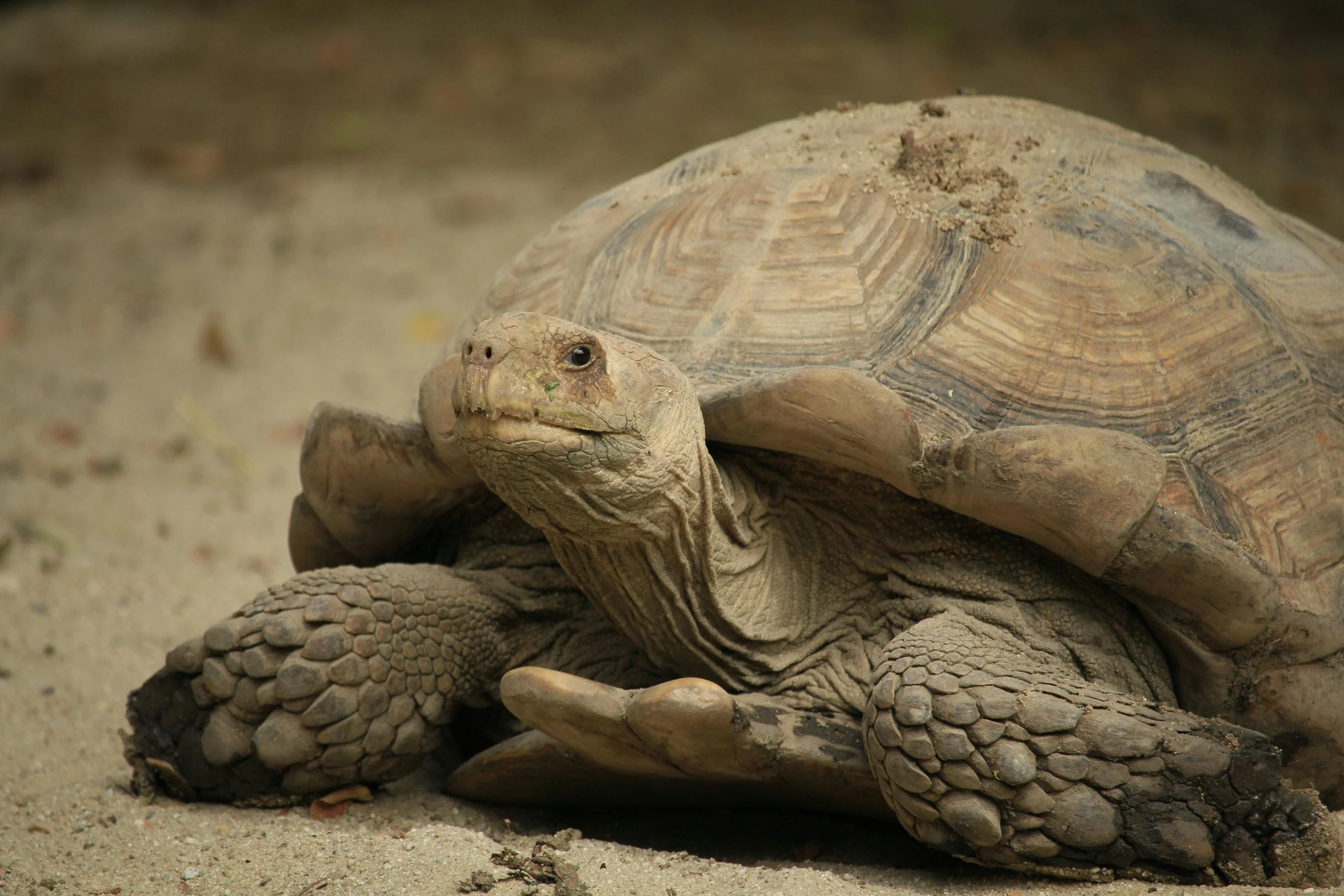 a large turtle sitting on top of a sandy ground, pexels contest winner, sumatraism, wrinkled skin, lop eared, grey, terracotta