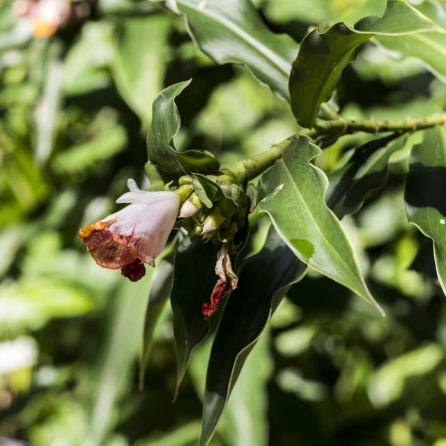 a close up of a flower on a plant, by Gwen Barnard, hurufiyya, with fruit trees, assam tea garden setting, acanthus, vanilla