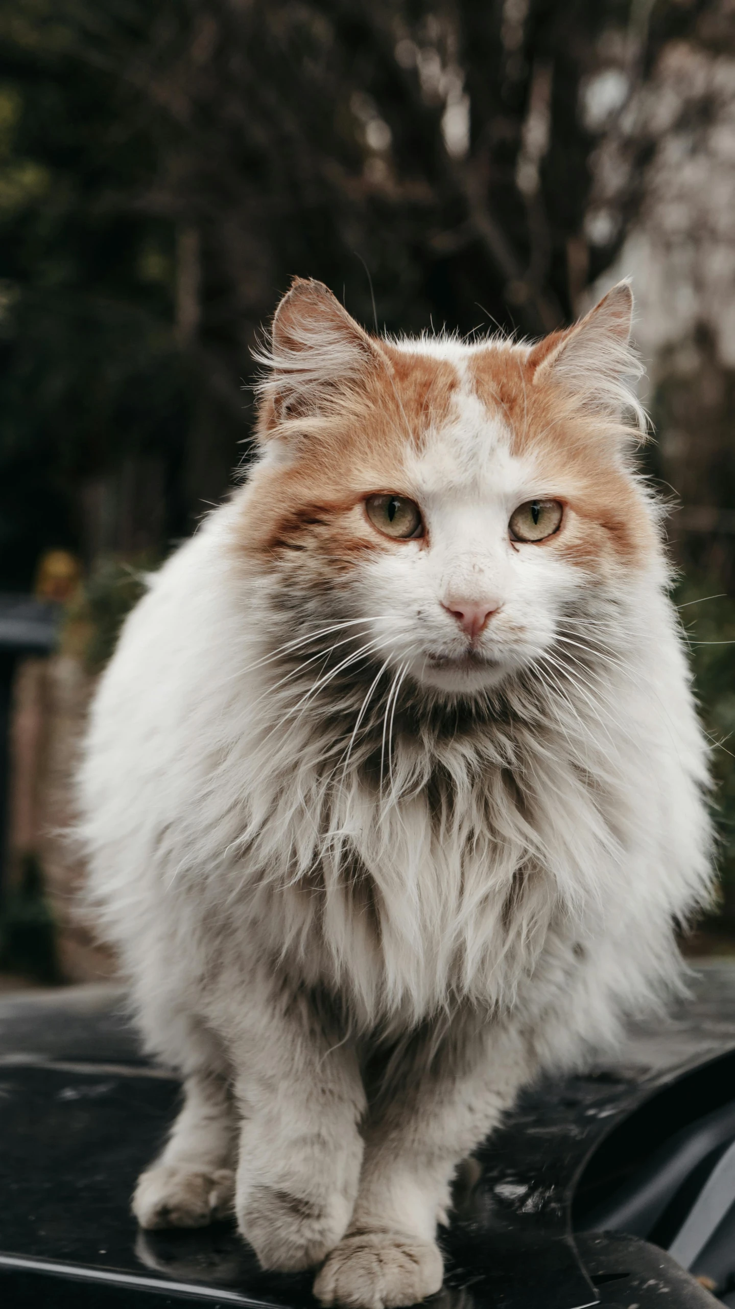 an orange and white cat standing on top of a car, trending on unsplash, renaissance, covered in matted fur, wet fur, high quality photo, serious face