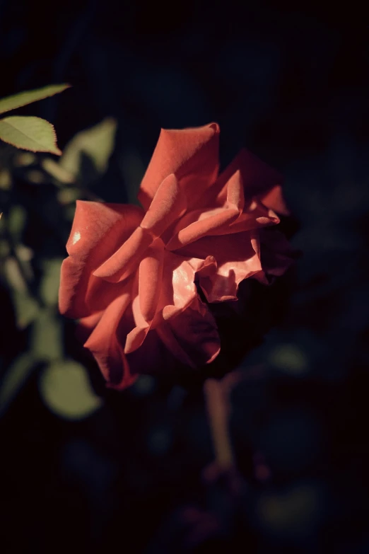 a pink rose with green leaves and dark background