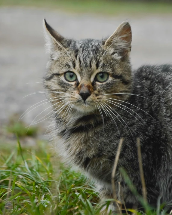 a cat that is sitting in the grass, posing for a picture