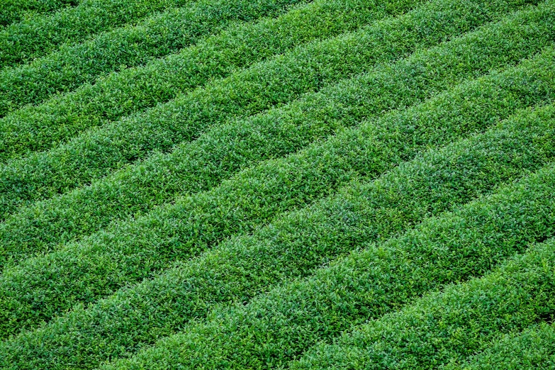 a close up of a field of green grass, inspired by Andreas Gursky, pixabay, op art, background: assam tea garden, hedges, ryohji hase, hong kong