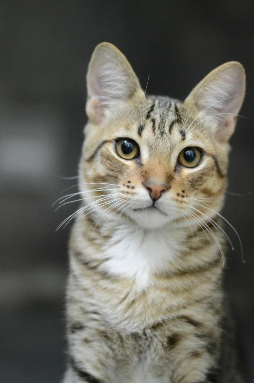 a close up of a cat sitting on a table, facing the camera