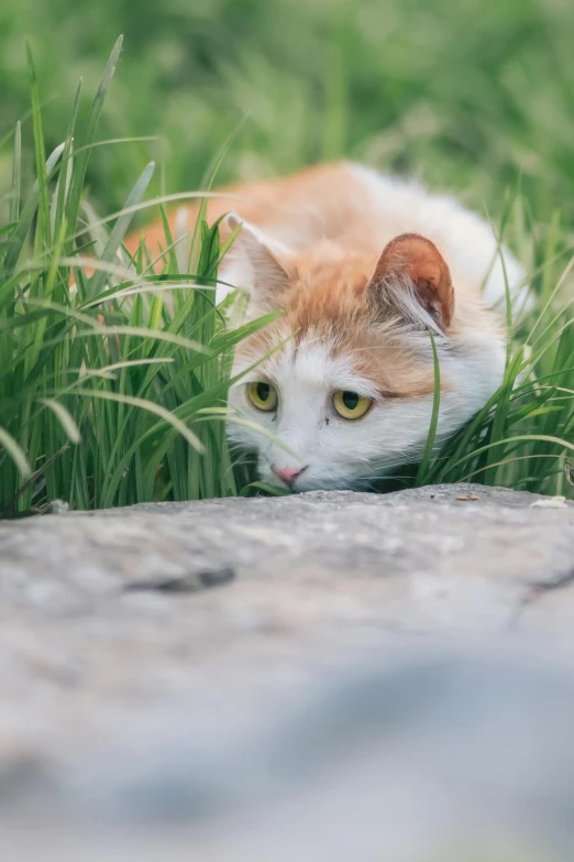 an orange and white cat laying in the grass, by Adam Marczyński, unsplash, renaissance, spying discretly, crouching, in the hillside, gaming