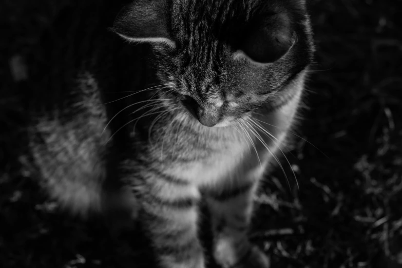 a black and white photo of a cat, a black and white photo, by Emma Andijewska, unsplash, dappled in evening light, high detail photograph, photo taken at night, various posed