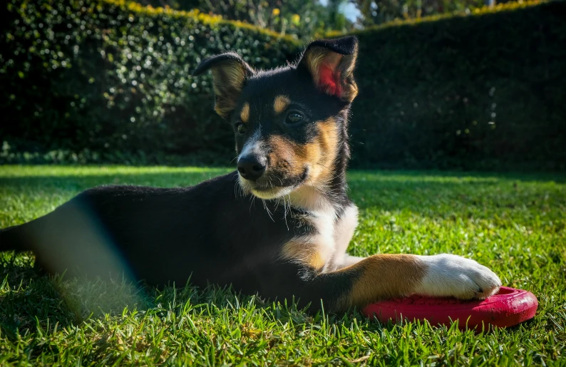 a dog laying in the grass with a frisbee, by Julia Pishtar, pexels contest winner, puppies, a dingo mascot, perfect crisp sunlight, aussie