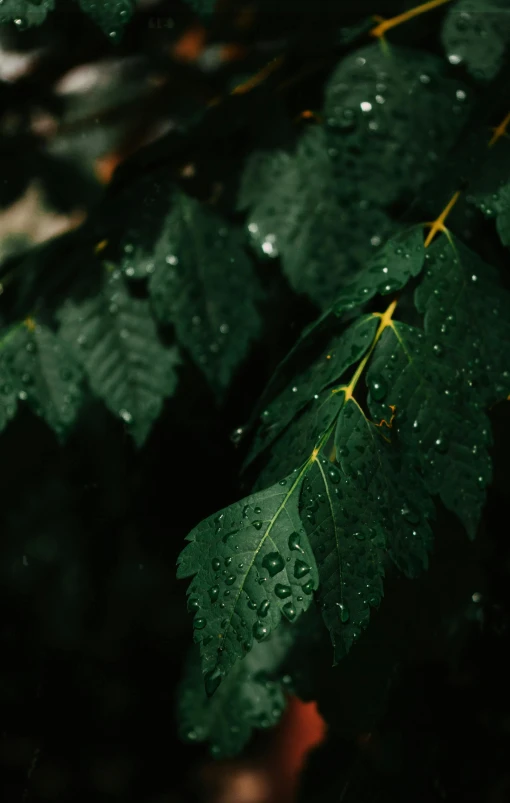 a green leaf with water droplets on it, inspired by Elsa Bleda, unsplash, dark forest. strong, trees outside, low quality photo, multiple stories