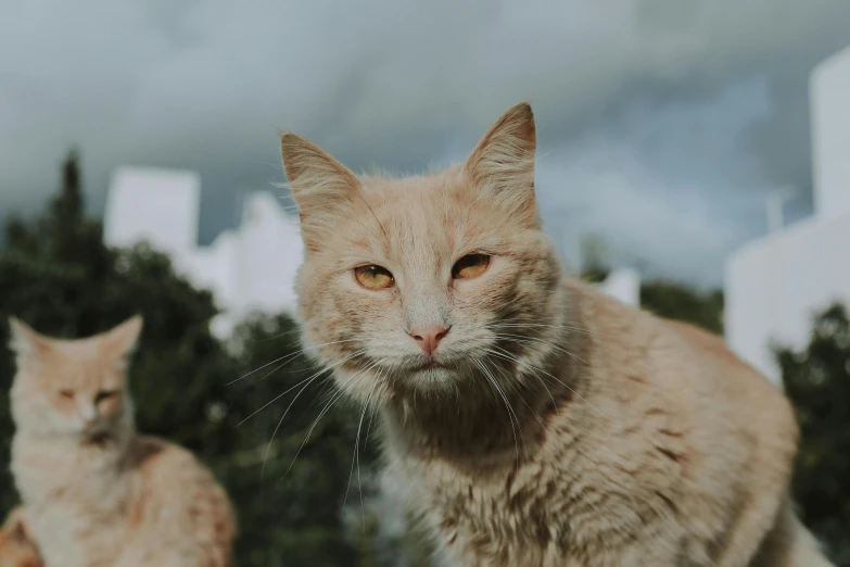 a couple of cats sitting next to each other, unsplash, avatar image, overcast! cinematic focus, frank moth, up close picture