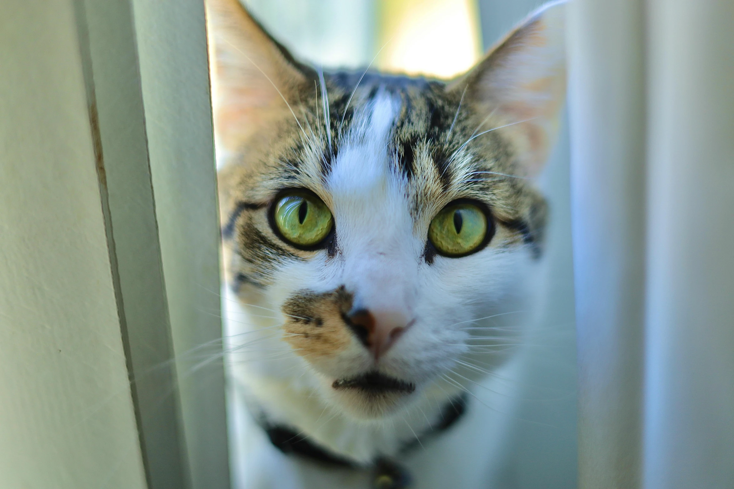 a close up of a cat looking out a window, a portrait, unsplash, green big eyes, portrait”